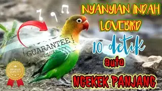 MASTERAN LOVE BIRD || 10 detik AUTO NGEKEK PANJANG !!!