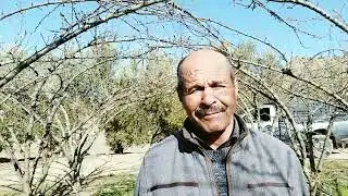 زيارة خاصة لإحدى الضيعة الفلاحية المغروسة باشجار البرقوق من الصنف الممتاز بلاك امبير. بضواحي ازرو.