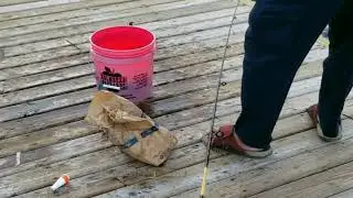 FISHING FOR SNAPPER BLUES