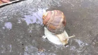 Виноградная улитка (лат. Helix pomatia)
