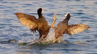 Coot Fight | Coot Bird Fighting | Coot vs Coot | Coots Fighting Over Territory