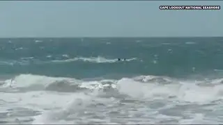 Wild Dolphin Fun! A Pod Of Dolphins Captured Along The Outer Banks