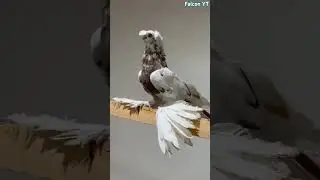 #uzbek #slowed #uzbekistan #Pigeon #pigeons #kabutar #fancyanimal #fancypigeon #whitepigeons #vairal