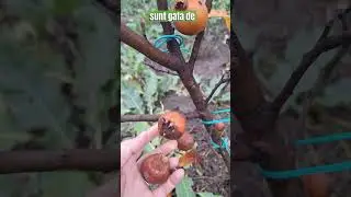 Mosmon - Mespilus germanica recoltare, 2 fructe sunt gata maturate. Livada toamna si iarna