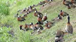 fauna brasileira sertaneja BANDO DE IRER&Ecirc;S animais selvagens silvestres pantanal sertanejo brazilian