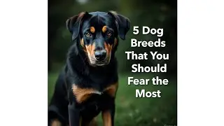 5 Most Dangerous Dog Breeds You Should NEVER Mess With!