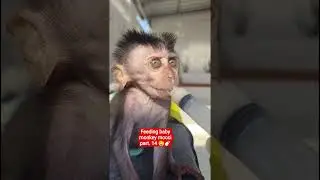 Feeding baby monkey mocci part. 14 🤤🍼 #monkey #babymonkey #animals #scaredmonkey #short