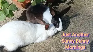 Just Another Sunny Bunny Mornings 
