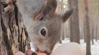 WOW😍🥰😘. Squirrel- the cold animal begins harvesting supplies for the winter.
