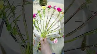 Good idea design planting portulaca flower #handmadeplanter #gardenflower #portulacaflower #bonsai