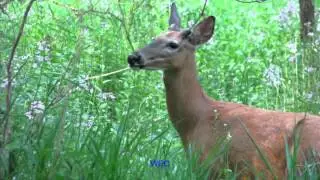 Deer photos by Wayne Etmanski Outdoors (Photography)
