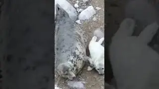 Cute Pets Doing Totally Unexpected Things 🐾🤣 #animalcomedy #petsofyoutube  #petshorts