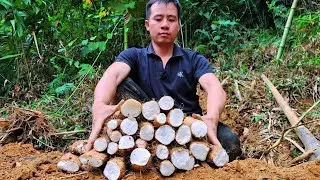 Jhony dug up a large amount of Chinese yam in the deep forest.