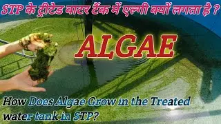 STP ट्रीटेड वाटर टैंक में एल्गी क्यों लगता है? Why does Algae  grow in treated water tank #delydays