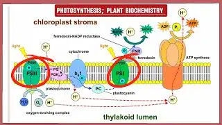 Photosynthesis - phase 1 Reaction | The Biochemistry Academy.