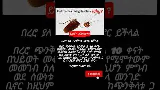 በረሮ😎#ebstv#ebstvworldwide#amharic#ethiopianmusic#duet#meleszenawi#love#education#tiktok