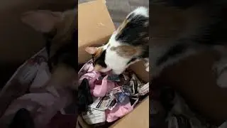 The BEST Foraging Box For Your Cat's Enrichment with Nutra Complete | Ultimate Pet Nutrition