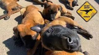 A dozen cute Malinois puppies and a German Shepherd