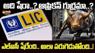LIC Shares Surge to New Heights | Lic Shares Rising | Lic Today Share Price @SakshiTVBusiness1