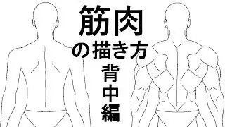 【筋肉講座】背中の描き方