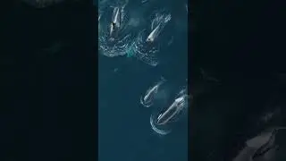 Amazing Overnight Whale Watching Cruise