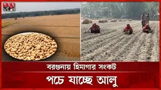 কীটনাশকের মূল্যবৃদ্ধি, আলু চাষ করে বিপাকে কৃষক | Barguna News | Cold Storage  | Potato Farming