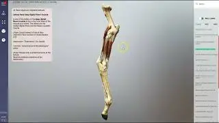 Equine hindlimb muscles (scan) - 3D Veterinary Anatomy