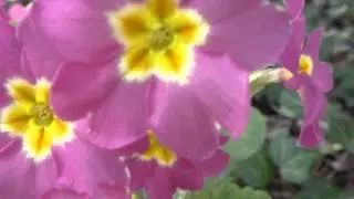 Pink Primrose  - Primula  - Fjallapr&iacute;m&uacute;la -  Laufeyjarlykill - Gar&eth;agr&oacute;&eth;ur