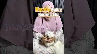 Rekomendasi obat flu kucing murah #kucing #obatkucing