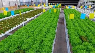 Hydroponic Lettuce Cultivation | How to Grow Lettuce Faster Without Soil?#hydroponicfarming #lettuce