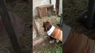 Steeny et les deux lapins !