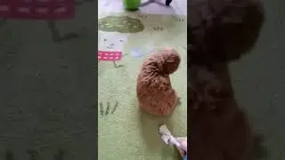 вот таким был Метик