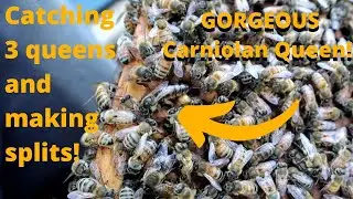 Saving Big $$$$ Catching queens / making awesome splits in our homemade Hives