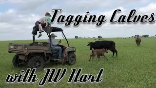 Tagging Calves with JW Hart