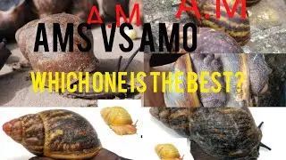 AMO VS AMS SNAIL: which one lay more eggs between the two species?