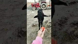 Three Best Friends: a Calf, a Golden Retriever, and Me! 🐮🐕🧑 #shorts​ #viral​ #calf​ #goldenretriever