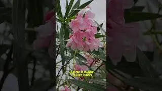 Beautiful but Deadly #Oleander #Neriumoleander #toxicplants #poisonousflowers #shorts #youtubeshorts
