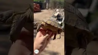 Всегда удивительно видеть их вблизи!