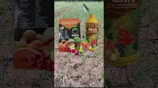 TOPSOIL dan  BEEN SAE Em9 Menjawab Keraguan Petani Bawang Merah @beensaetani625