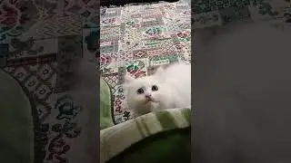 pi pi piu 😺😻#cat #babycat #shortsviral #shortfeed #cute #pets#utubeshorts