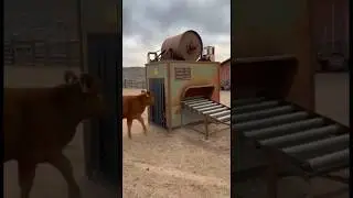 😳 A Calf Walks In&hellip; Endless Leather Rolls Out 🤯🐄