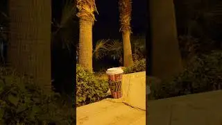 Starbucks Coffee Forest #shorts #Starbucks