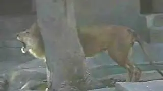 Lion at Brookefield zoo