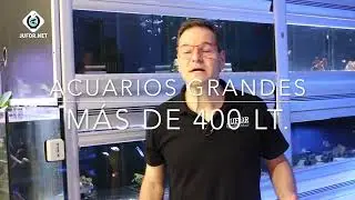 🐠 Elegir los peces según el tamaño del acuario
