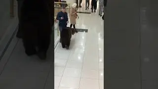 Bear walks around mall in Russia, no one cares.