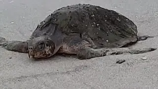 Olive ridley sea turtle rescued in Chile