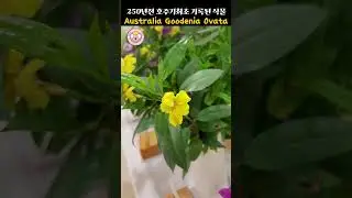 250년전 호주최초 기록된 호주식물 goodenia ovata  #호주식물 #식물백과 #꽃 #노랑꽃 #goodeniaovata #australiaflower #꽃쇼츠 #flower