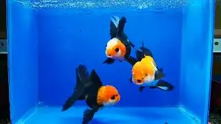 IMPORTED GOLD FISH IN 4K #goldfishaquarium #goldfishfarm #oranda_gold_fish #bettafish #rarebetta