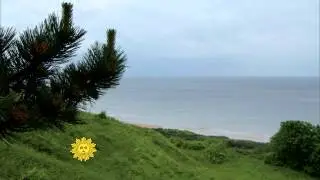 Nature: The beaches of Normandy