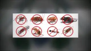 Bed Bug Exterminator NYC